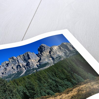 Forest and Castle Mountain by Anonymous