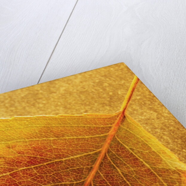 Autumn Leaf by Anonymous