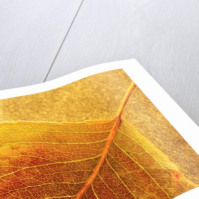 Autumn Leaf by Anonymous