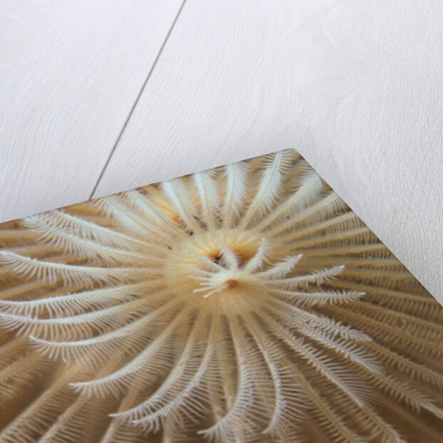 White Christmas Tree Worm by Anonymous