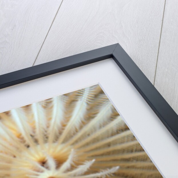 White Christmas Tree Worm by Anonymous