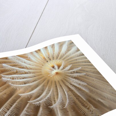 White Christmas Tree Worm by Anonymous