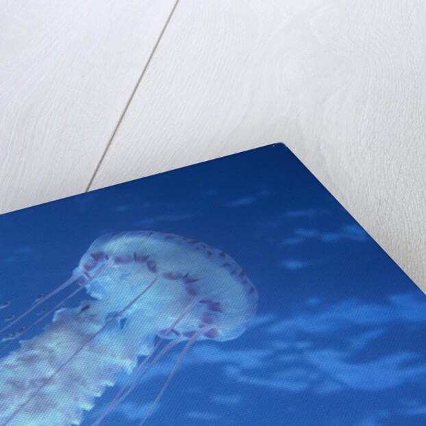 Purple Jellyfish (Pelagia panopyra) by Anonymous