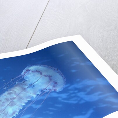 Purple Jellyfish (Pelagia panopyra) by Anonymous