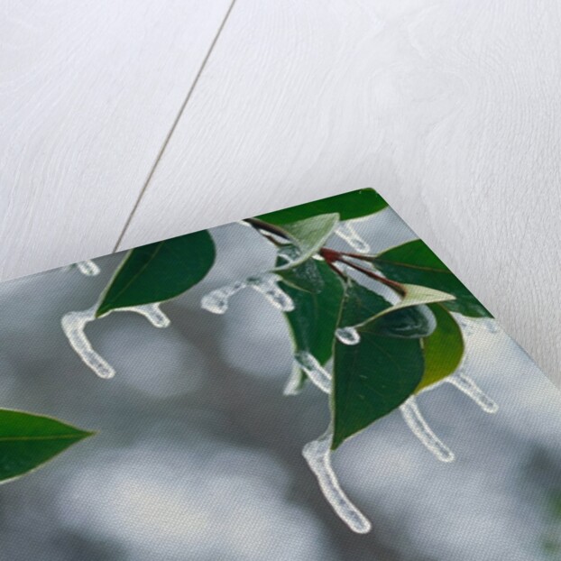 Ice Hanging from Leaves by Anonymous