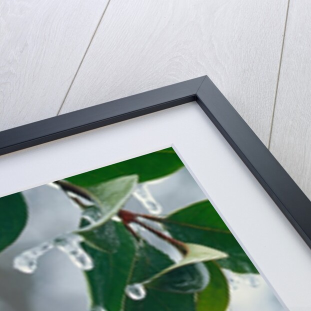 Ice Hanging from Leaves by Anonymous