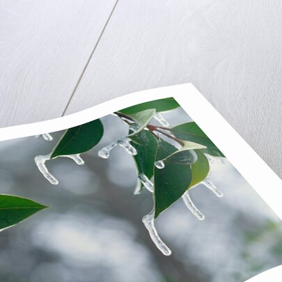 Ice Hanging from Leaves by Anonymous
