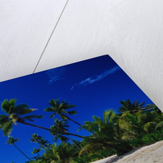 Palm Trees Growing at Beach by Anonymous
