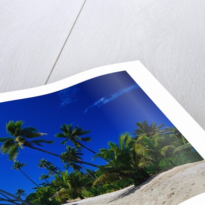 Palm Trees Growing at Beach by Anonymous