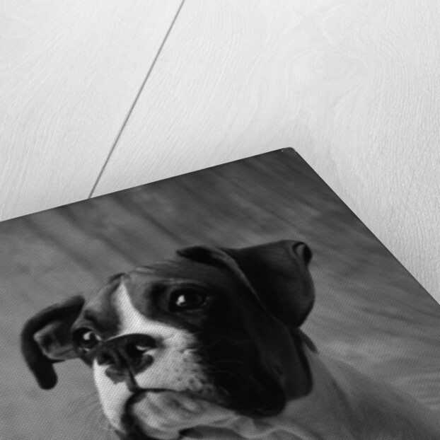 Face of American Bulldog by Anonymous