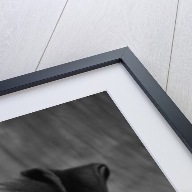 Face of American Bulldog by Anonymous