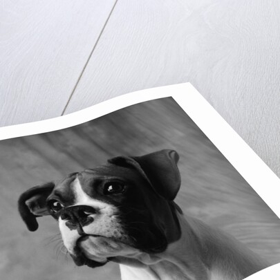 Face of American Bulldog by Anonymous