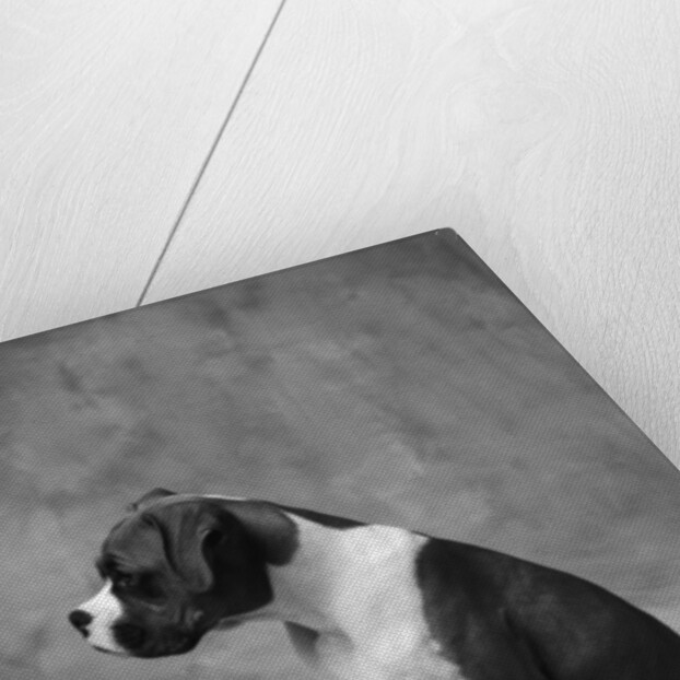 Boxer Puppy by Anonymous