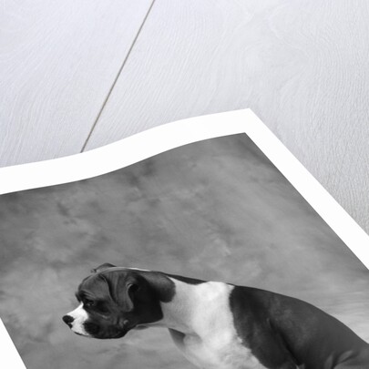 Boxer Puppy by Anonymous