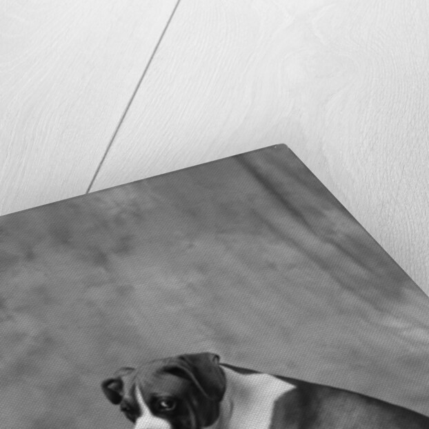 Dog Looking to Side by Anonymous