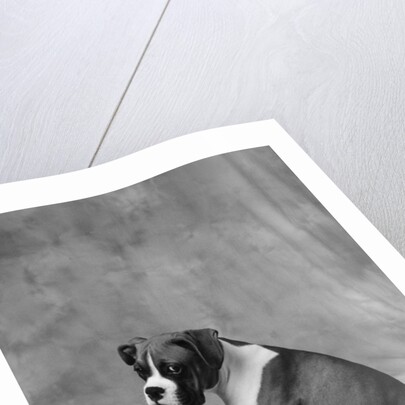 Dog Looking to Side by Anonymous