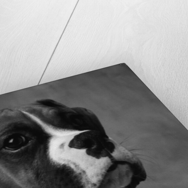 Boxer Puppy by Anonymous