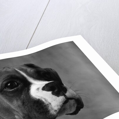 Boxer Puppy by Anonymous