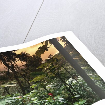 El Yunque Rainforest by Anonymous