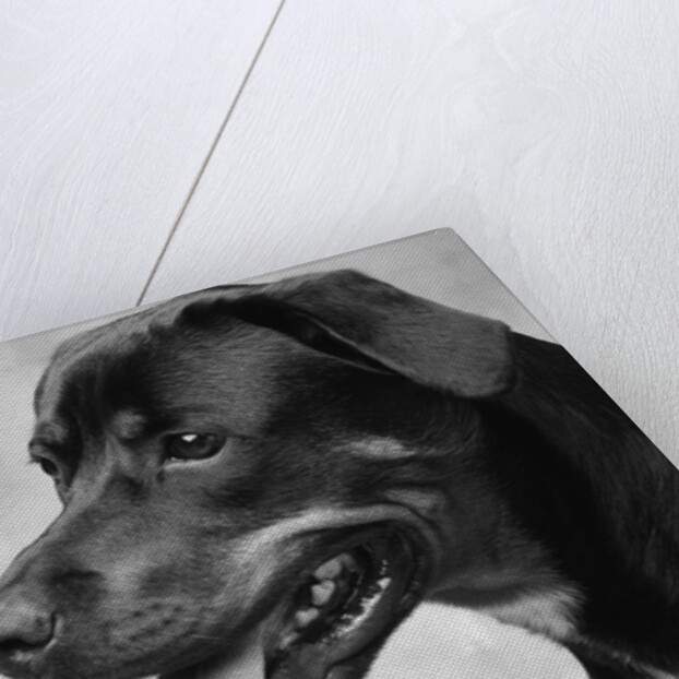 Profile of Dog's Face by Anonymous