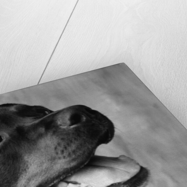 Dog Looking up by Anonymous
