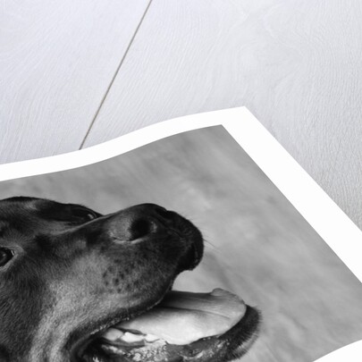 Dog Looking up by Anonymous