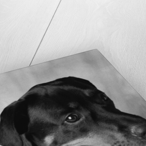 Dog Sitting by Anonymous