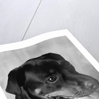 Dog Sitting by Anonymous