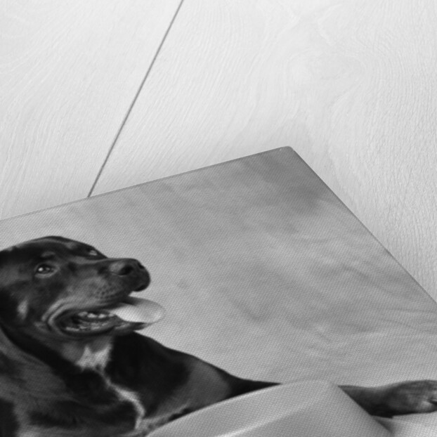 Dog Waiting at Bowl by Anonymous