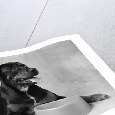 Dog Waiting at Bowl by Anonymous