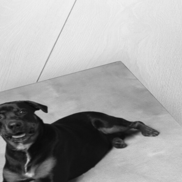 Dog Lying with Head up by Anonymous
