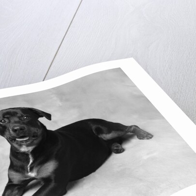 Dog Lying with Head up by Anonymous