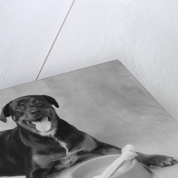 Dog Lying by Bowl by Anonymous