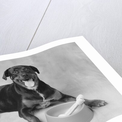 Dog Lying by Bowl by Anonymous