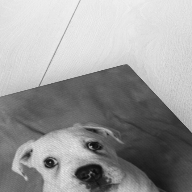 Bulldog Puppy Looking up Sadly by Anonymous