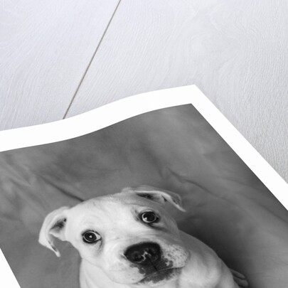 Bulldog Puppy Looking up Sadly by Anonymous