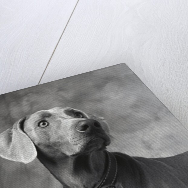Weimaraner by Anonymous