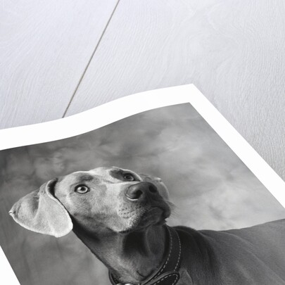 Weimaraner by Anonymous