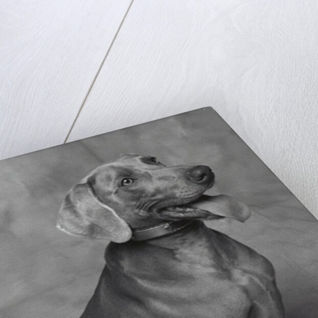 Panting Weimaraner Sitting Obediently by Anonymous