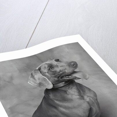 Panting Weimaraner Sitting Obediently by Anonymous