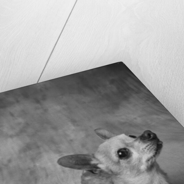 Dog Looking Up by Anonymous