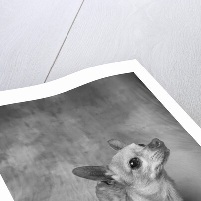 Dog Looking Up by Anonymous