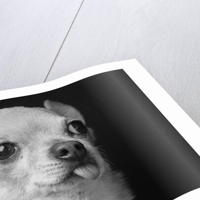 Profile of Dog by Anonymous