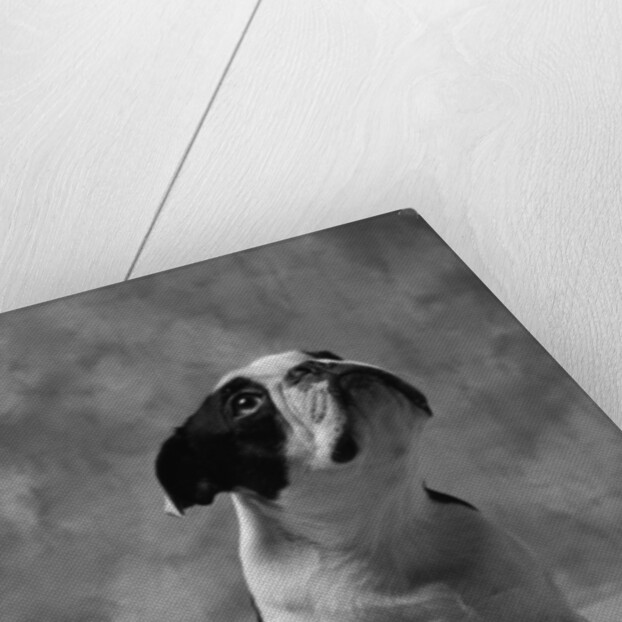Bulldog Looking Up by Anonymous