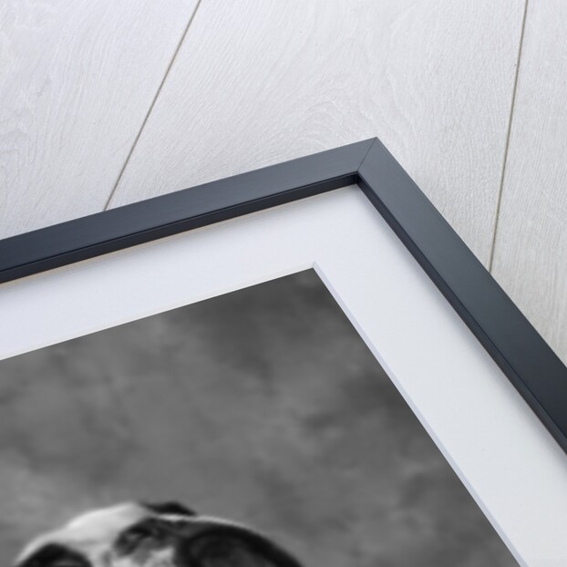Bulldog Looking Up by Anonymous