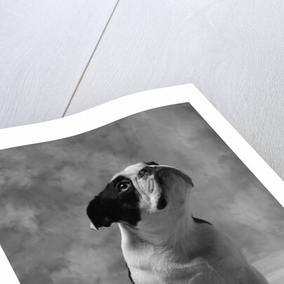Bulldog Looking Up by Anonymous