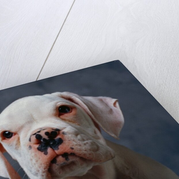 Face of Dog by Anonymous