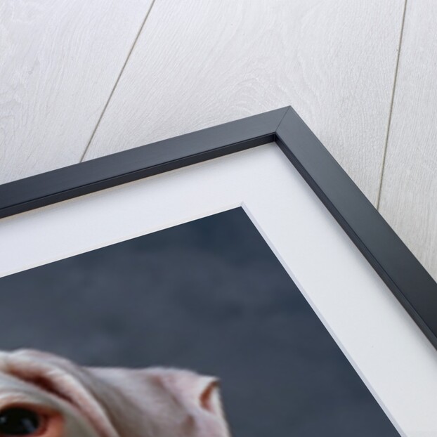 Face of Dog by Anonymous