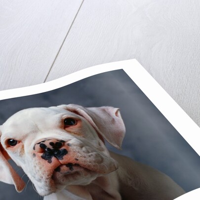 Face of Dog by Anonymous