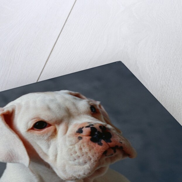 Dog Looking to Side by Anonymous